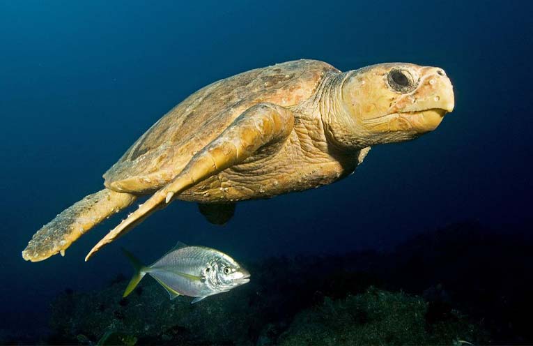 Stinker’s Fishin’: Protecting our turtles