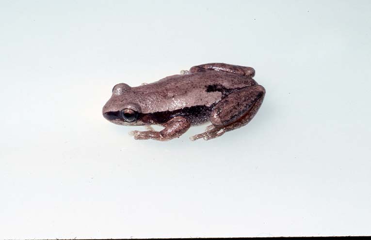 Frog ID Week recordings help identify new species