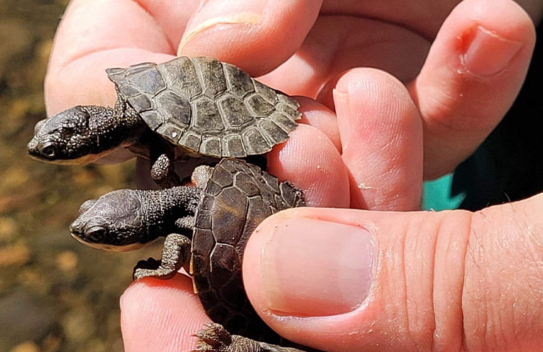 Endangered Manning River Turtle faces new threat