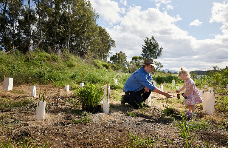 Free koala feed trees on offer in Gloucester