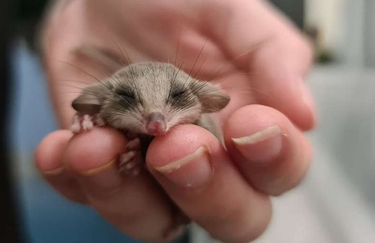No creature too great or small for WINC