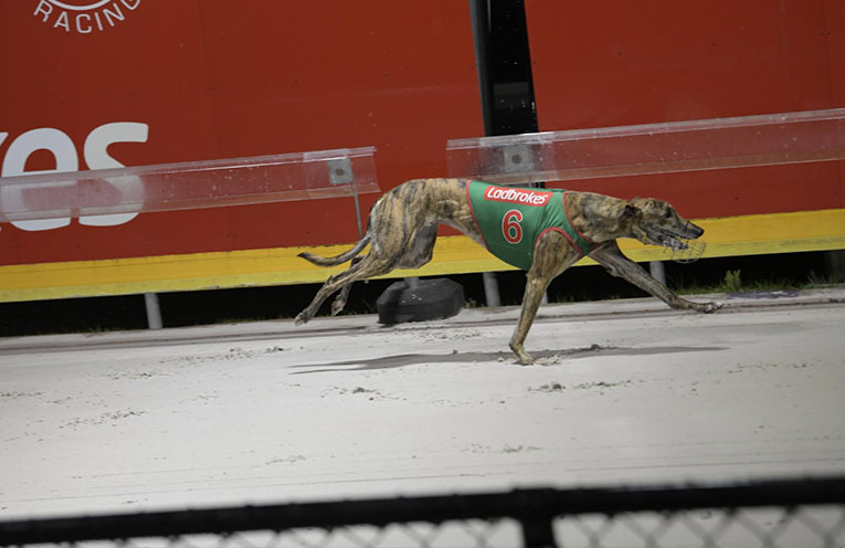 Greyhound Apache Tiger the favourite for final of Mid North Coast Cup