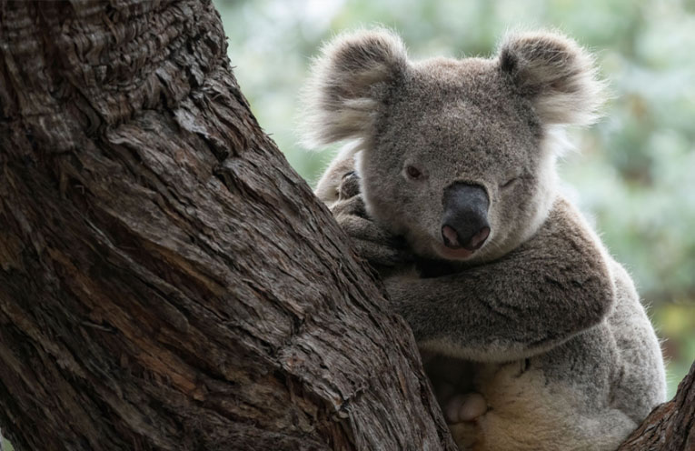 Long-awaited Great Koala National Park finally announced