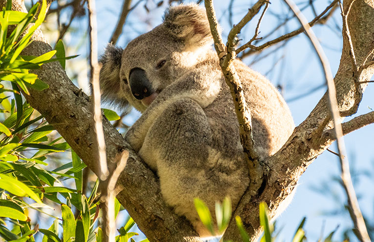 Koalas to be celebrated with festival at Tinonee
