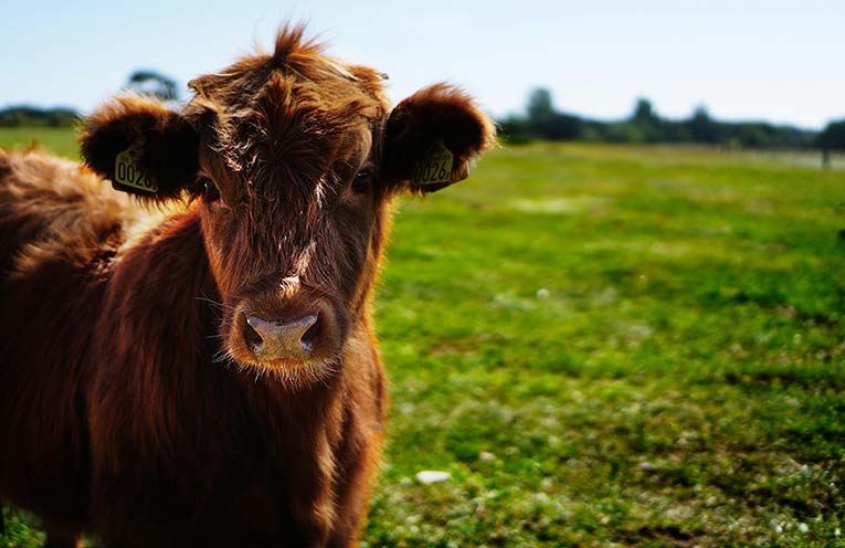 Barber’s pole worm warning for livestock producers