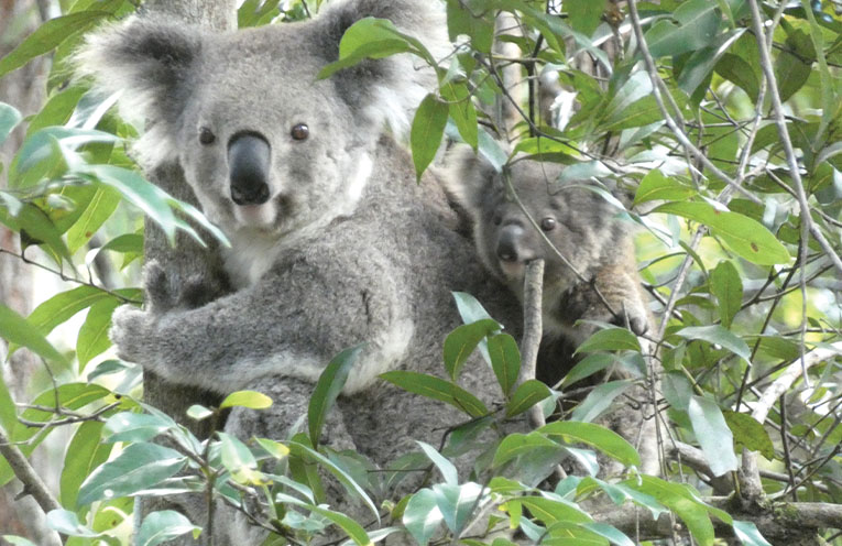 Koala monitoring to begin at Bootawa Dam