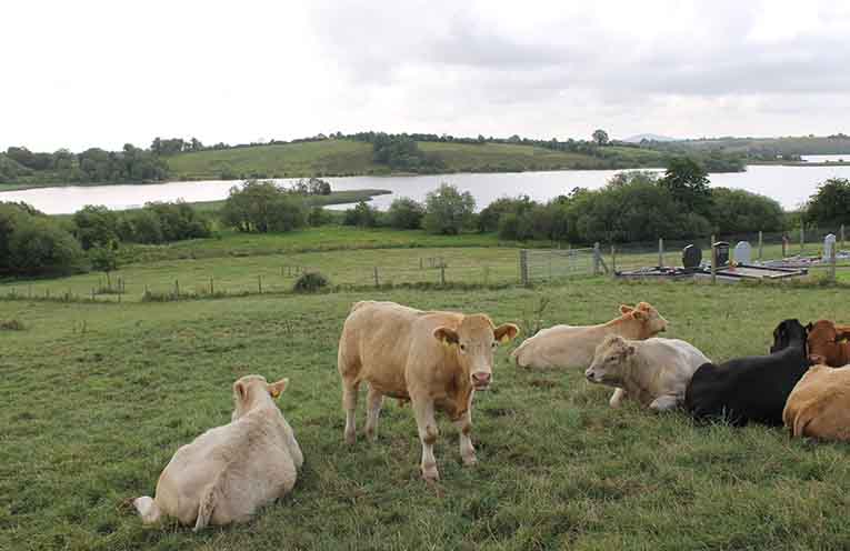 NSW Government releases report to guide primary industries to lower emissions