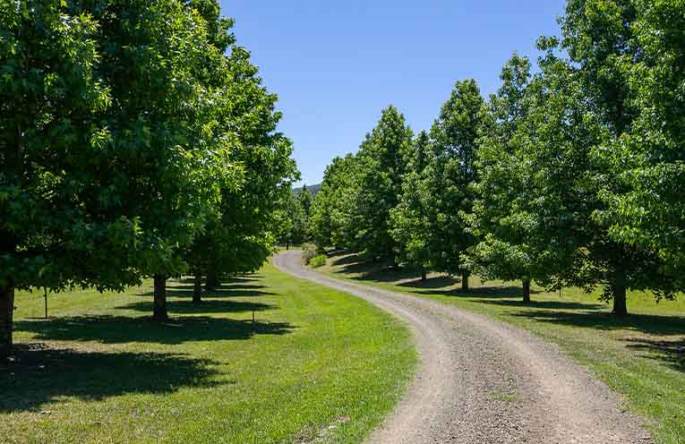 A stunning avenue of 100 liquidambar trees leads to the century-old residence.