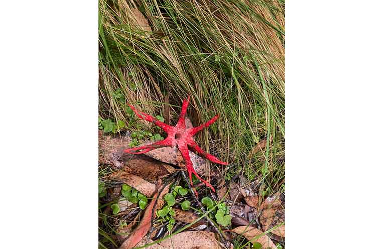 Members of the Gloucester Environment Group on their hike to Careys Peak on 18 January. Photos: supplied.