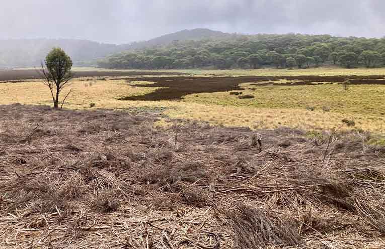 The distinctive but smelly Stinkhorn fungus. Photo: supplied.