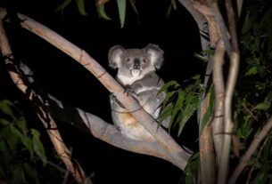 Australian Wildlife Conservancy calls for Stroud landholders to join new Conservation Precinct