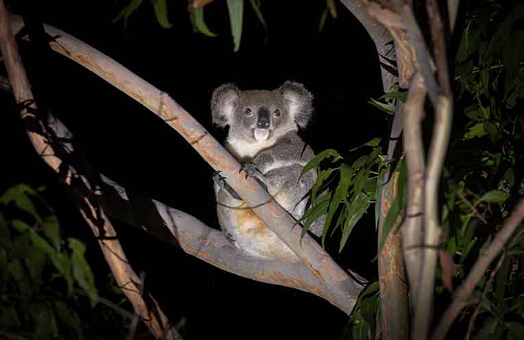 Australian Wildlife Conservancy calls for Stroud landholders to join new Conservation Precinct