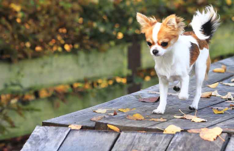 New play area for Gloucester’s best friends