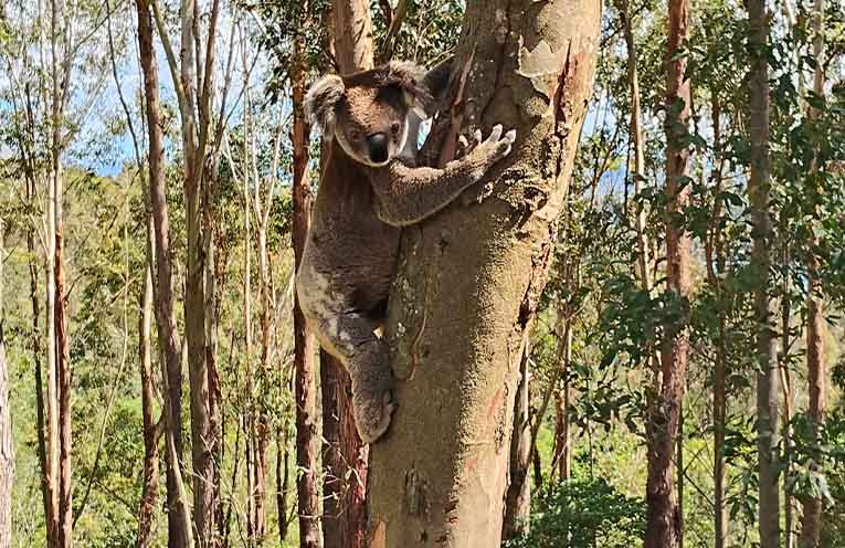 ‘Drake’ released back into the wild after research program