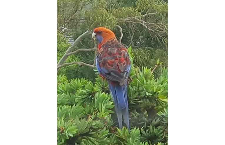 Crimson Rosella.