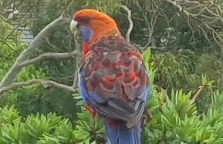 It’s never too late to learn about the birds and the bees