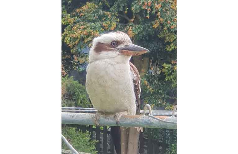 A Kookaburra.