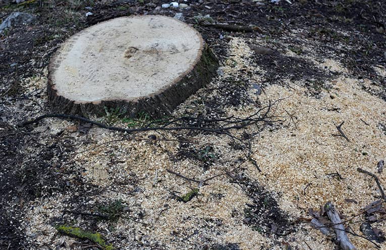 Logging company fined $34k for forestry offences at Belbora