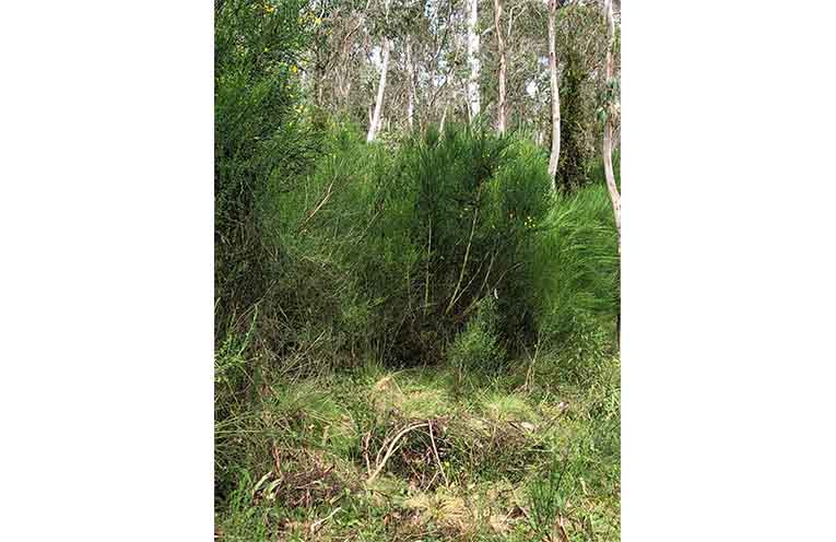 The Scotch Broom infestation near Polblue in 2023, which has now been cleared.