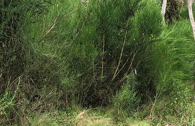 Progress in Scotch Broom battle, but Barrington Tops weed fight far from over