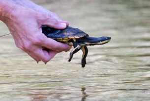 Turtles, fish bounce back after devastating Mid North Coast floods