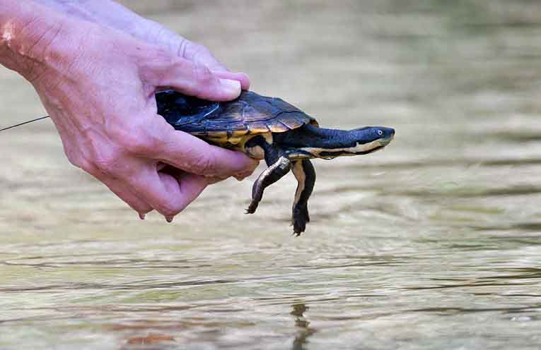 Turtles, fish bounce back after devastating Mid North Coast floods