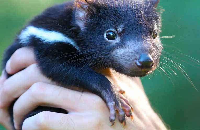 Aussie Ark releases new Devils in the Wild tour dates at Barrington Tops Sanctuary