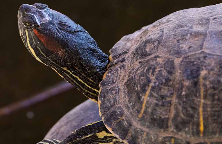 Endangered turtle population bounces back from flood