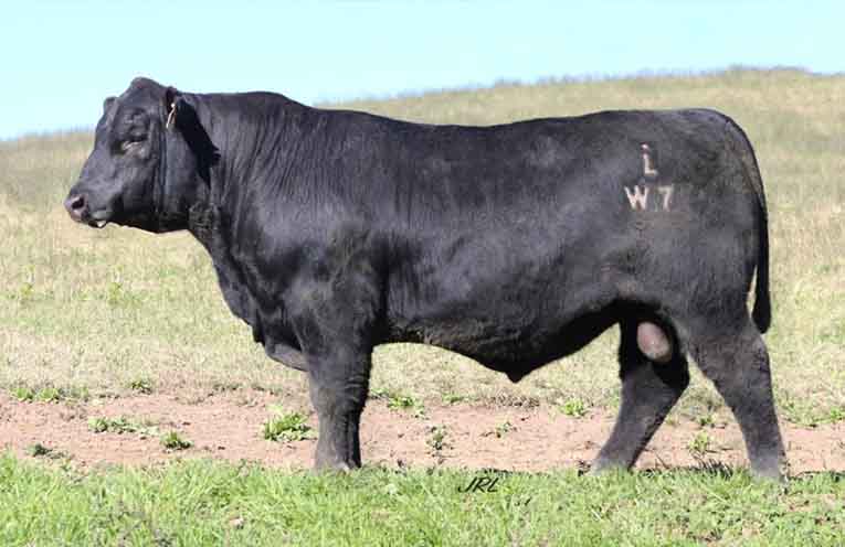 (Preference is to use this image): Knowla Walkabout W07 sells at Lot 25 at the annual Knowla sale.