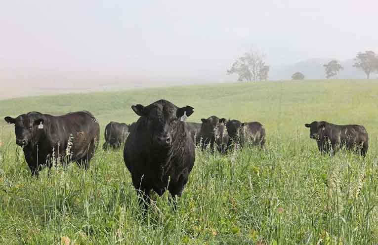 Knowla sale bulls in preparation.