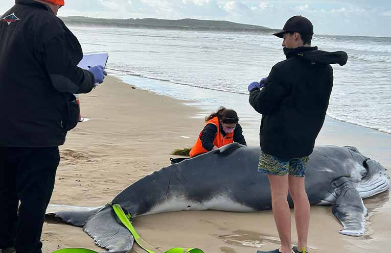Dead newborn humpback to be tested for bird flu