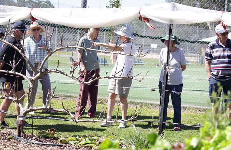 Gloucester Community Garden celebrates five years of growth