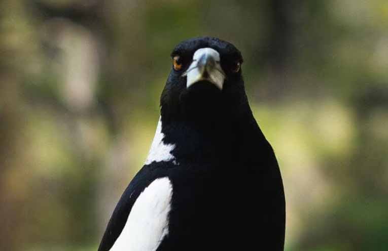 The Great Aussie Bird Count is on again
