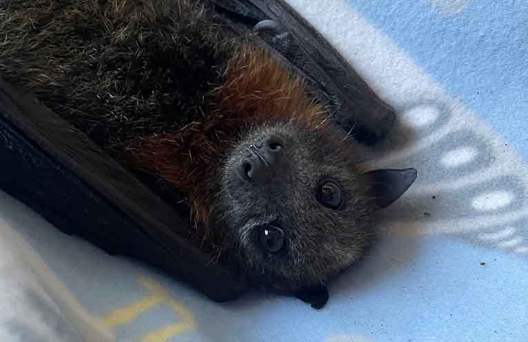 A ‘terrible starvation event’ is decimating NSW flying fox camps