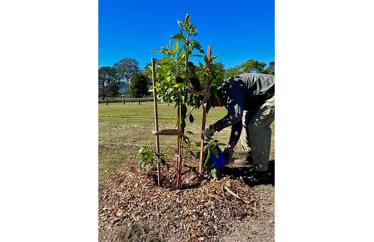 Watering a recently planted tree. Photo: Supplied.