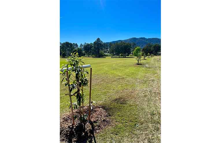 Row of planted shade trees. Photo: Supplied.